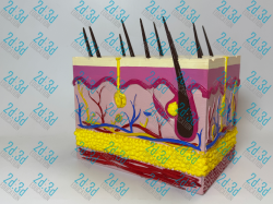 Шкіра людини