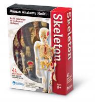 Комплекти таблиць Будова тіла людини – Скелет – анатомія людини