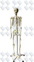 Скелет человека 170 см