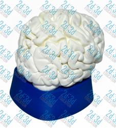 Модель “Головний мозок людини”