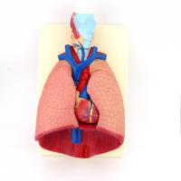 Модель легені людини