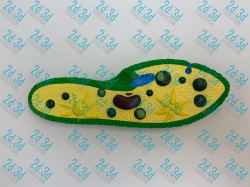 Інфузорія туфелька