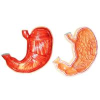 Барельєфна модель «Будова шлунка людини»
