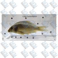 Рыба (внешняя и внутренняя строение, в прозрачном пластике)