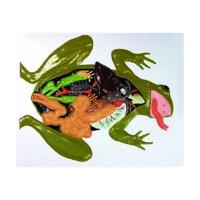 Барельєфна модель «Внутрішня будова жаби»