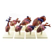 Моделі серця хребетних тварин