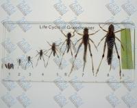 Коллекция «Развитие насекомых с неполным превращением (Саранча)»