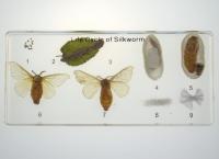 Колекція «Розвиток комах з повним перетворенням (Шовкопряд)»