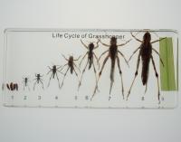 Колекція «Розвиток комах з неповним перетворенням (Сарана)»