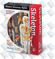 Комплекты таблиц Строение тела человека – Скелет – анатомия человека