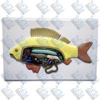 Барельефная модель «Внутреннее строение рыбы»