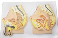 Барельєфна модель «Чоловічі та жіночі статеві органи. Сагітальний розріз»
