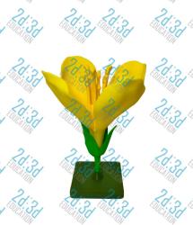 Модель будови квітки капусти