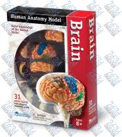 Комплекты таблиц Безопасность жизнедеятельности – Мозг – анатомия человека