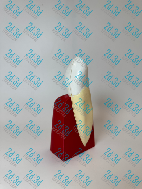 Будова зуба людини (ікло)