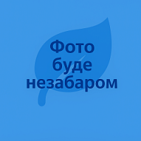 Поздовжній розтин кореня