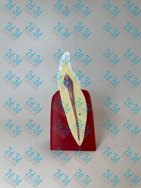 Будова зуба людини (ікло)