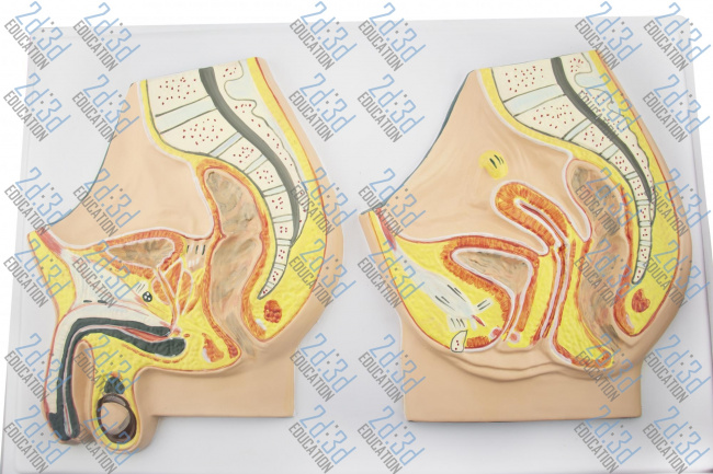 Барельефная модель «Мужские и женские половые органы. Сагиттальный разрез»