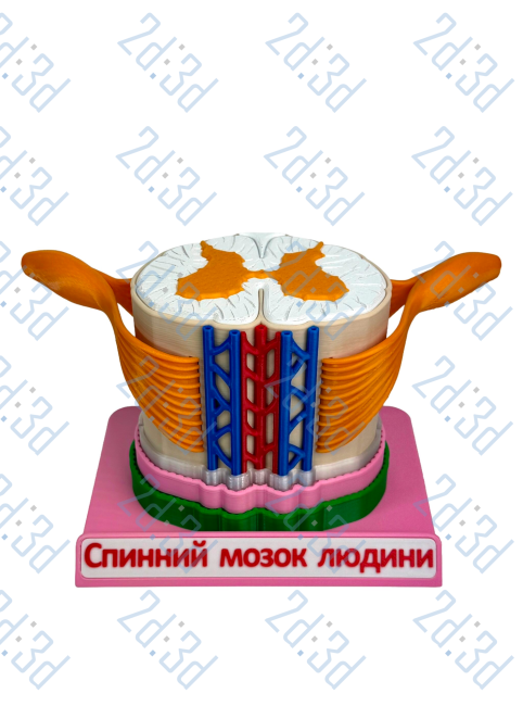 Модель "Спинний мозок людини з нервами"