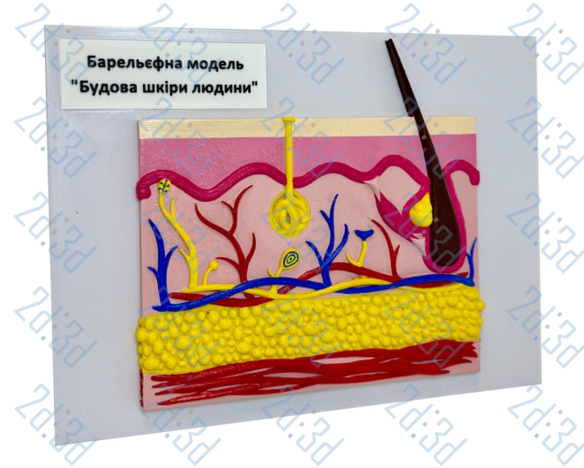 Барельєфна модель «Будова шкіри людини»
