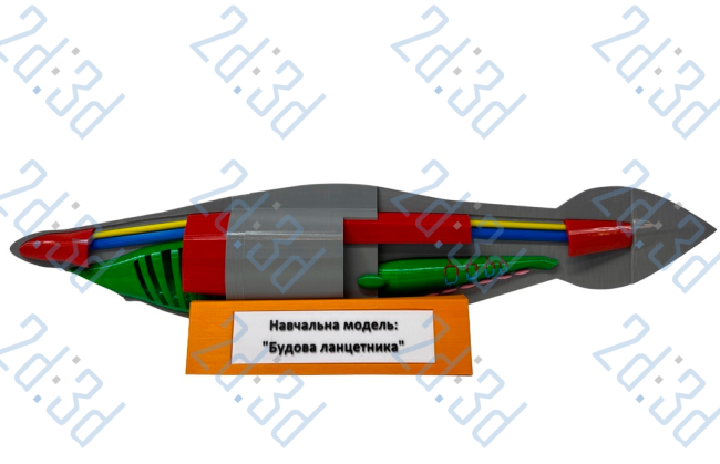 Модель "Ланцетник"