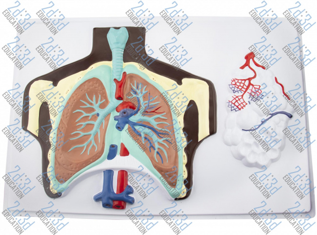 Барельєфна модель «Будова легенів людини»