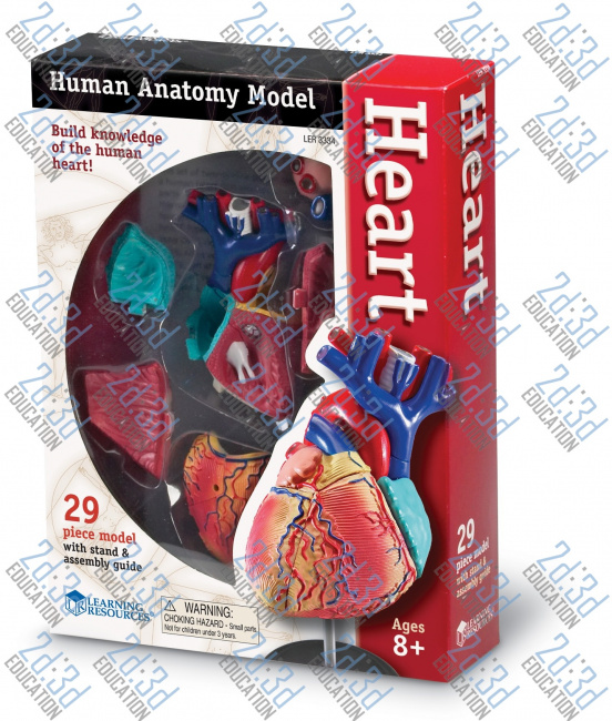 Комплекты таблиц Полезные и вредные привычки – Сердце – анатомия человека