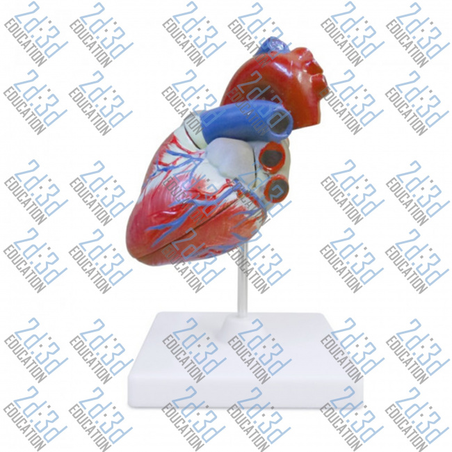 Модель серце  людини (мале)