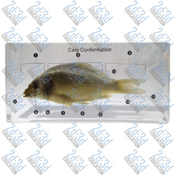 Риба (зовнішня та внутрішня будова, в прозорому пластику)