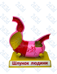 Модель "Будова шлунку людини"
