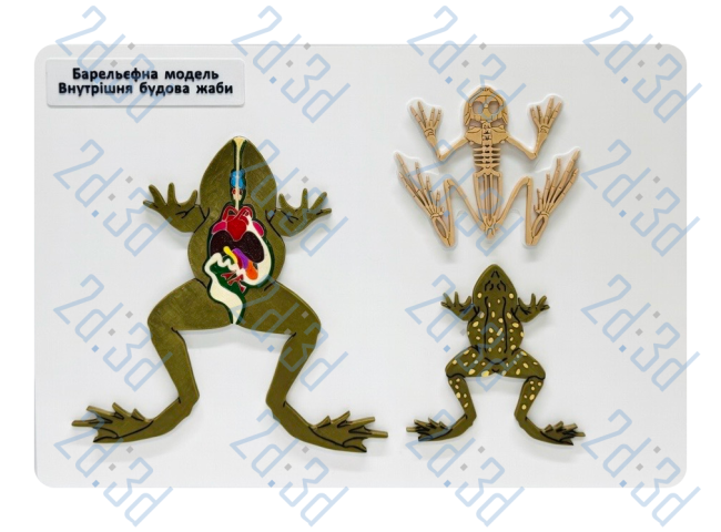 Барельєфна модель «Внутрішня будова жаби»