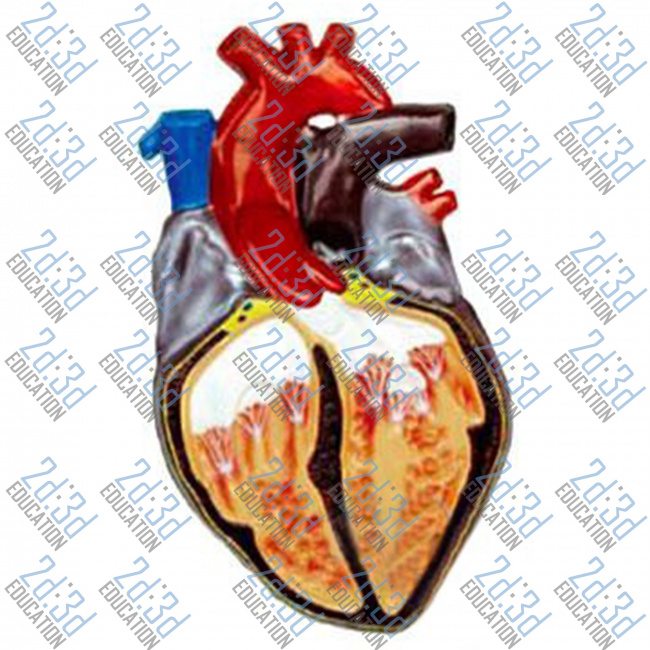 Барельефная модель «Строение сердца человека»