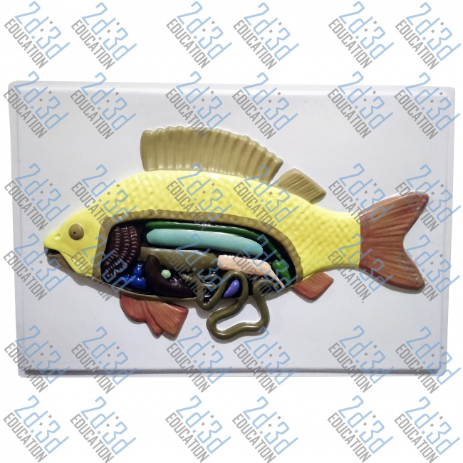 Барельєфна модель «Внутрішня будова риби»