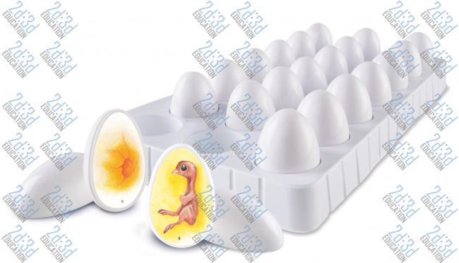 Комплект таблиць – Жива природа, розвиток курча в яйці з поденним циклом