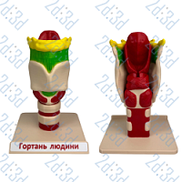 Модель "Гортань людини"