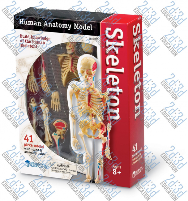 Комплекти таблиць Будова тіла людини – Скелет – анатомія людини