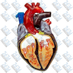 Барельєфна модель «Будова серця людини»