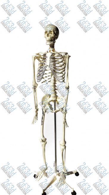 Скелет людини 170 см