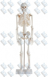 Скелет людини 85 см