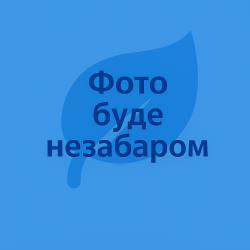 Модель "Беззубка"