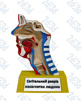 Модель "Носоглотка людини"
