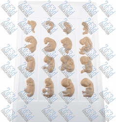 Барельефная модель «Эмбриональное развитие человека»