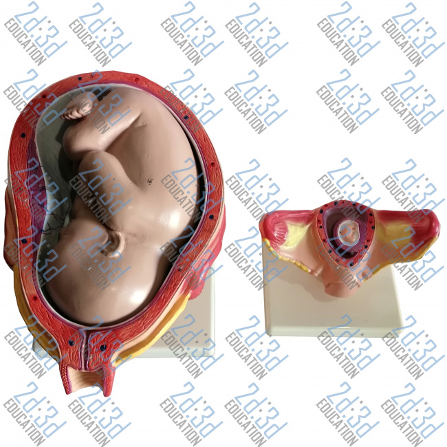 Модель эмбриона человека