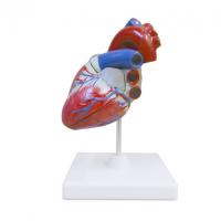 Модель серце  людини (мале)