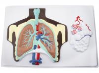 Барельєфна модель «Будова легенів людини»